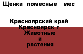 Щенки  помесные 4 мес. - Красноярский край, Красноярск г. Животные и растения » Собаки   . Красноярский край,Красноярск г.